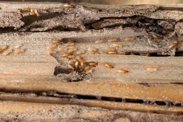 Best Ant Control Services  in Rmichael, CA